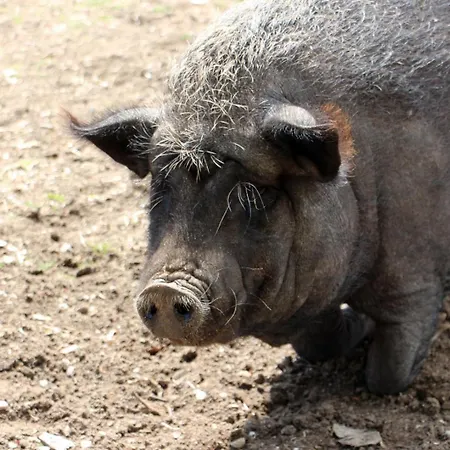 La Grange Des Anges *