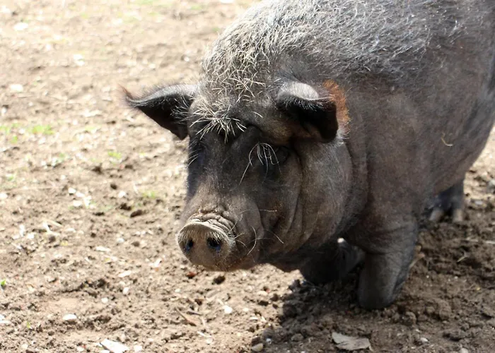 La Grange Des Anges *